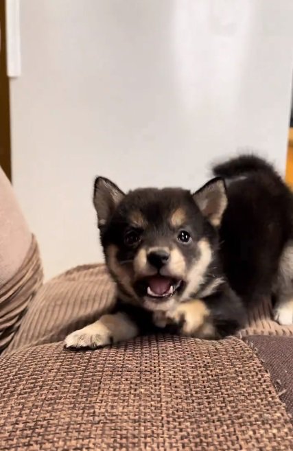 威嚇が怖くないあられちゃん