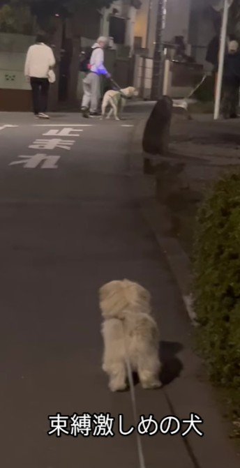 2匹に釘付けに…