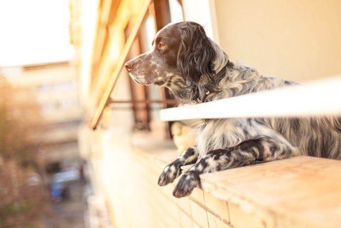 ベランダから外を眺める垂れ耳の犬