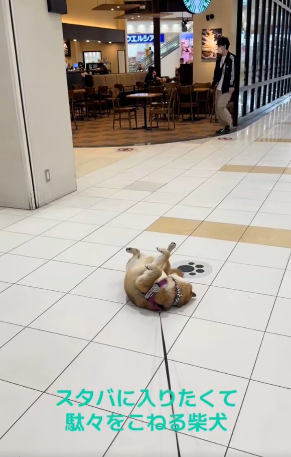 駄々っ子の茶々麻呂之介くん