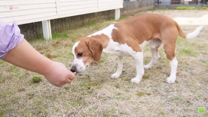 おやつのニオイを嗅ぐワンコ