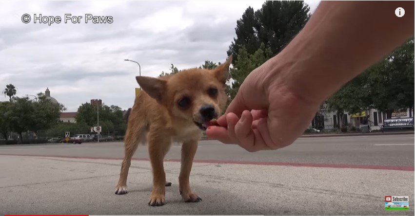 手から食べる犬