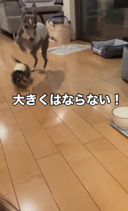 カニンヘンの子犬をお迎え