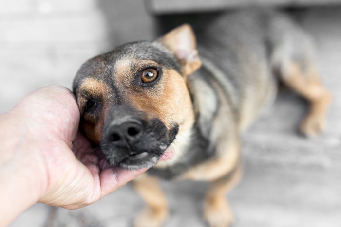 男性の手で撫でられている子犬