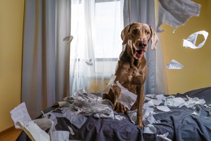 ベッドでイタズラ中の犬