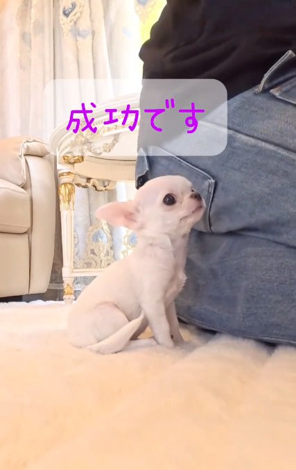 くっついたルミちゃん