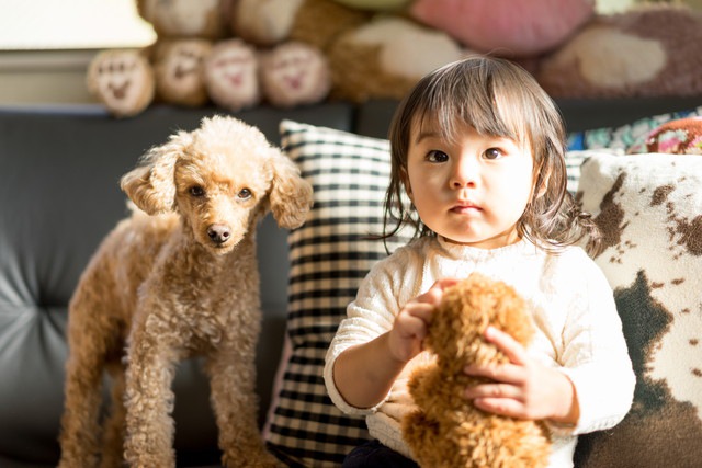 犬と家族