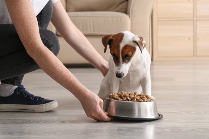 フードを用意してもらう犬