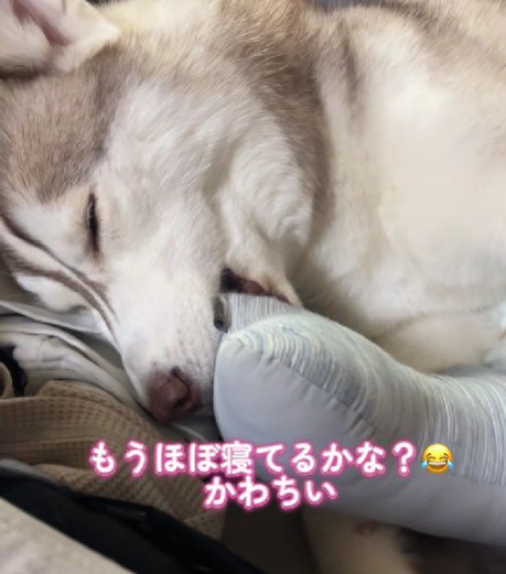 おしゃぶりしながら眠りにつく