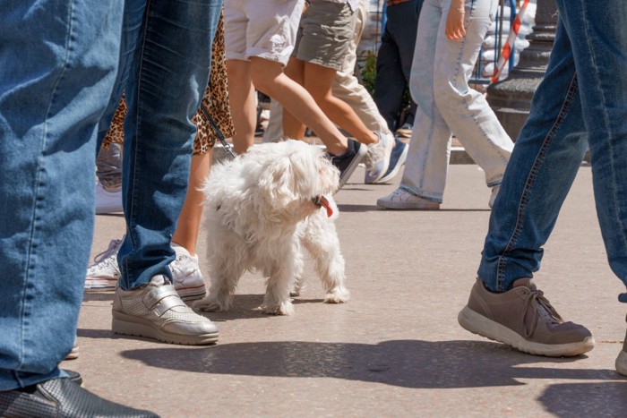 人込みのなかの犬