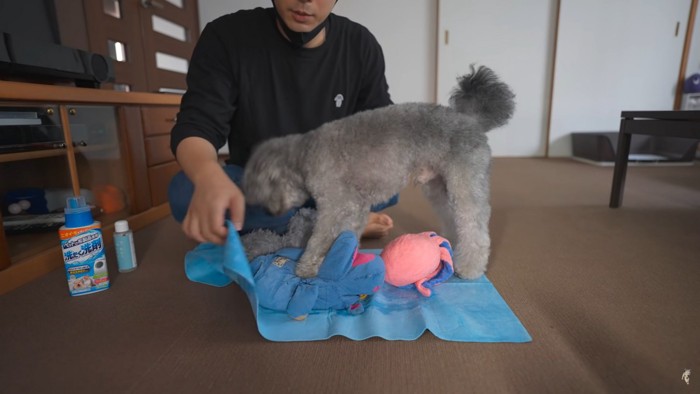 ぬいぐるみを拭く男性と犬