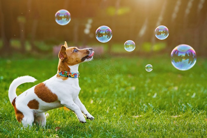 シャボン玉を追いかけて遊ぶ犬