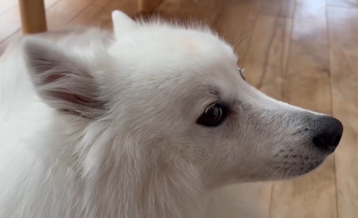 ぽてちちゃんを撮影したら…