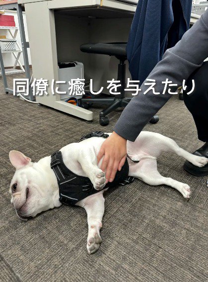 お腹を触られる犬