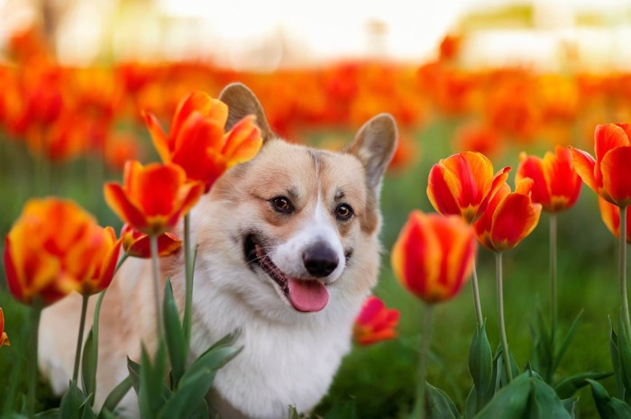 チューリップと犬