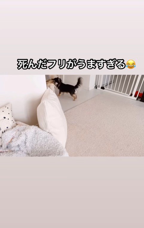 えびちゃんの死んだフリ⑩