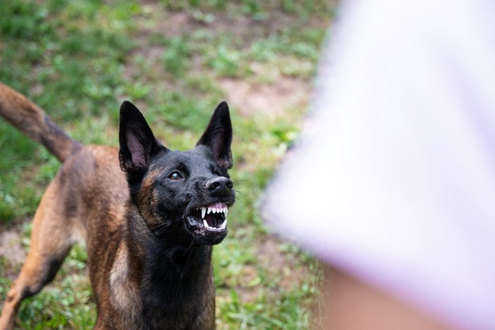 威嚇している犬