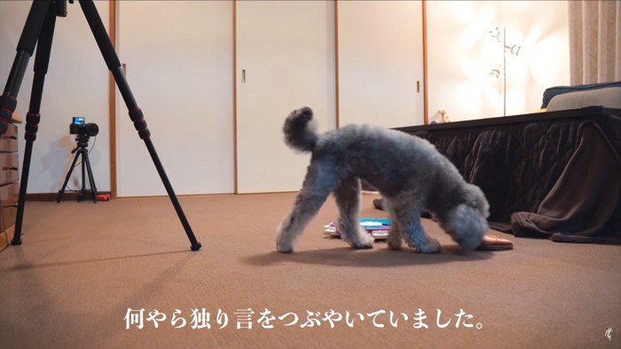 床をくんくんする犬