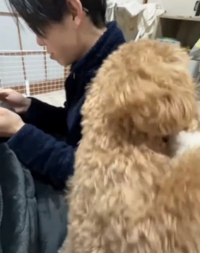 立ち上がる犬