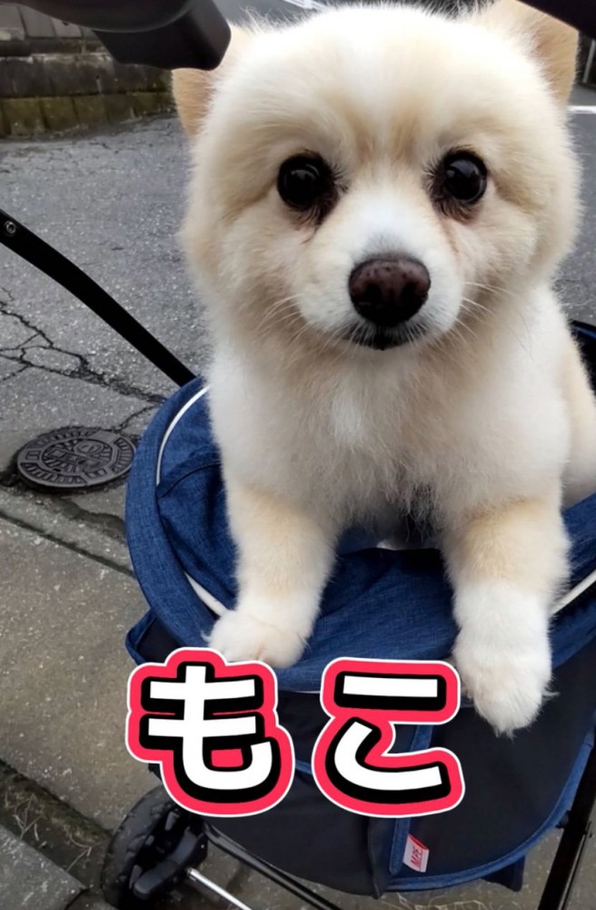 ドッグカートでお散歩する犬