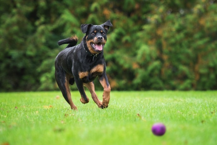 ボールを追いかけて遊ぶロットワイラー