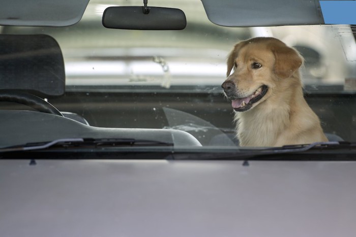 車内に座っている犬