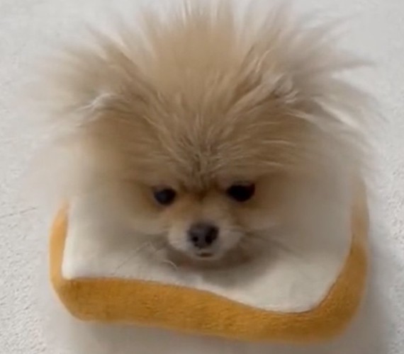 絶望する犬の顔