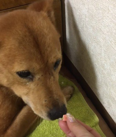 愛情を与え続けた