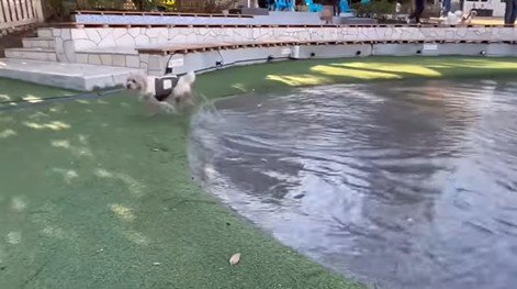 茶々丸くんのハプニング7