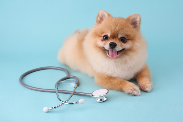 聴診器の隣で伏せている犬
