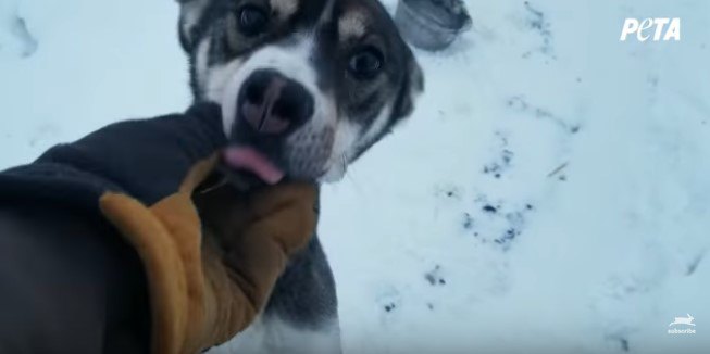 人の手をなめる犬