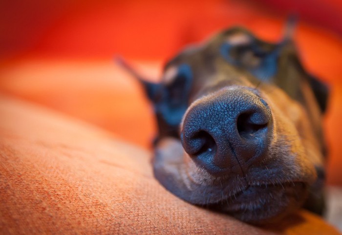 犬の鼻どアップ