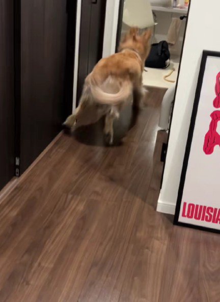 全力ダッシュでお出迎え