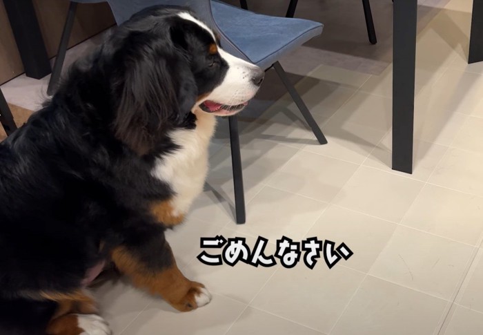 ごめんなさいという犬