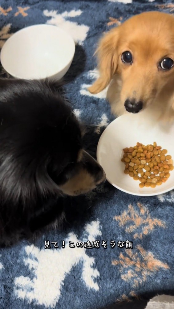 飼い主を見上げる茶色い犬