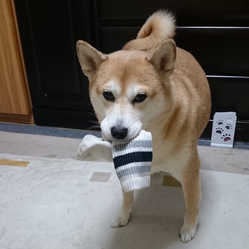 靴下をくわえている柴犬