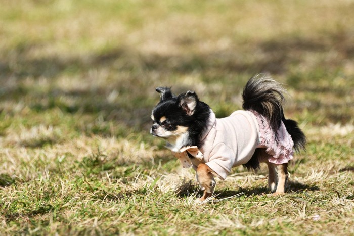 服を着た小型犬