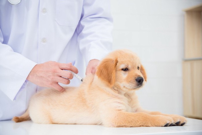 注射を打つ子犬