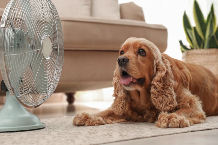 扇風機と舌を出す犬