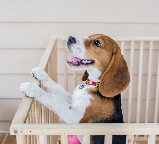 ケージの中から顔を出す犬