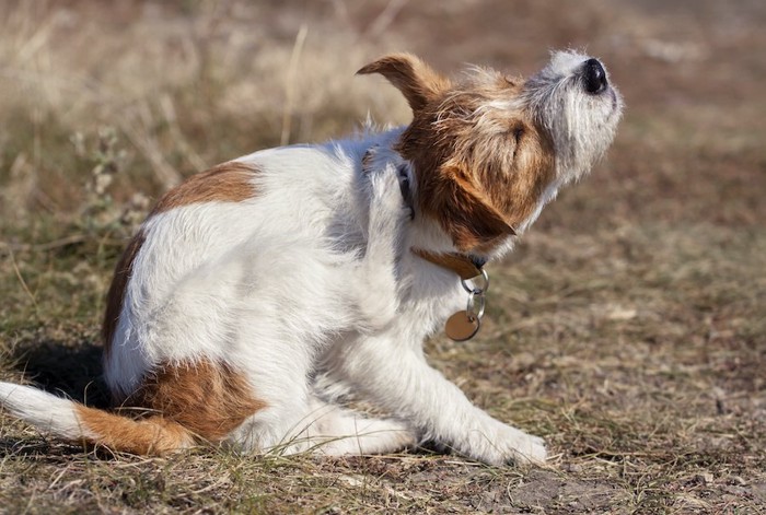 後ろ足で頭を掻いている犬