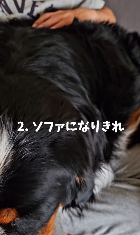 ソファ代わりにされることも…