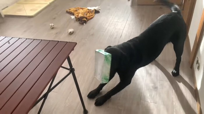 ティッシュの箱をかぶる犬