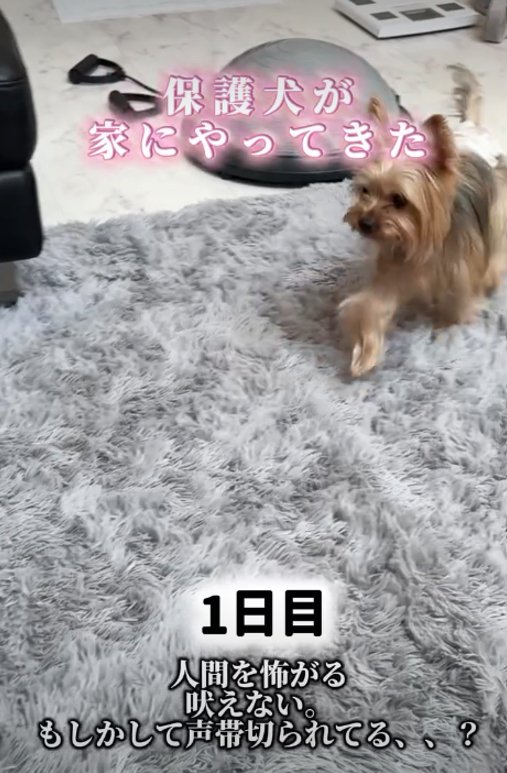 走る犬