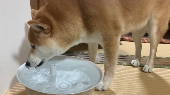 水を飲んでいる間に…