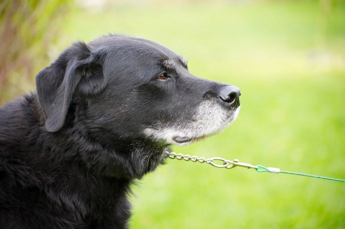 リードで引っ張られた黒い犬