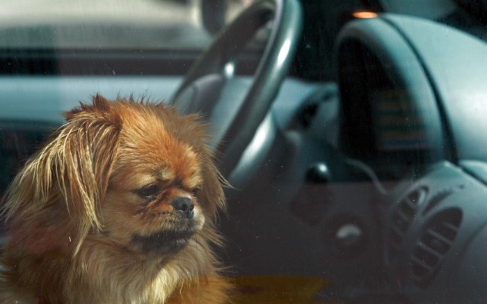 車の中で留守番している犬