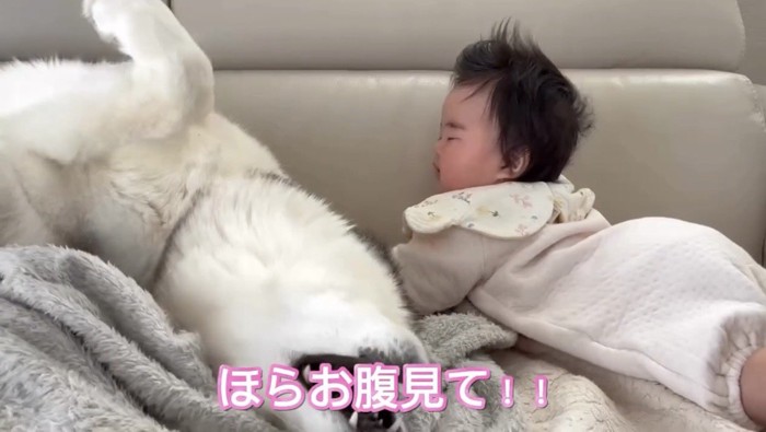 再びお腹を見せる犬