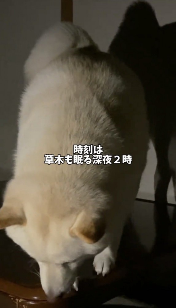 テーブルの上で下を覗き込む犬