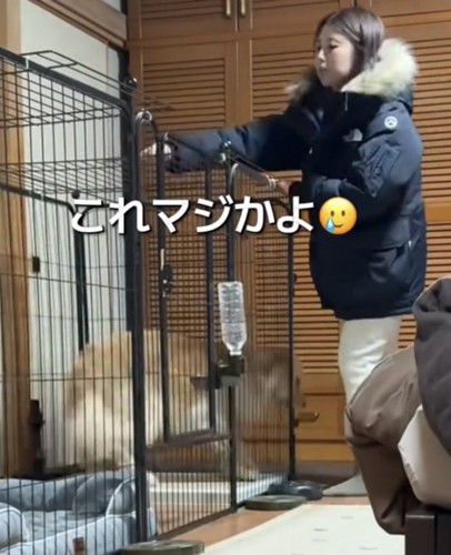 人に駆け寄る犬